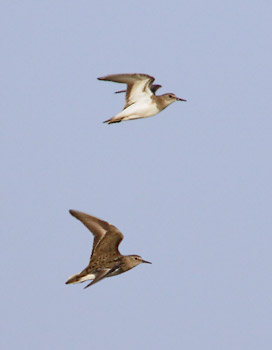 Temminck's Stint (Calidris temminckii) photo image