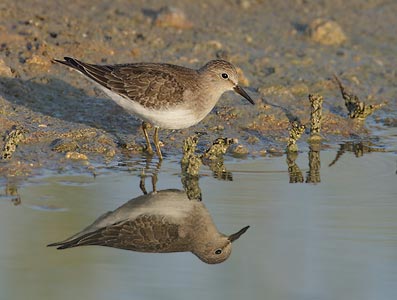 Temminck's Stint (Calidris temminckii) photo
