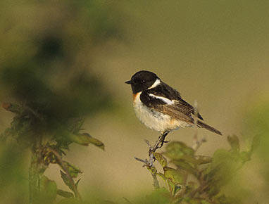 Stonechat (Saxicola torquata) photo image