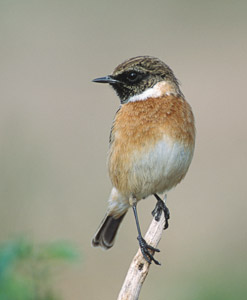 Stonechat (Saxicola torquata) photo image