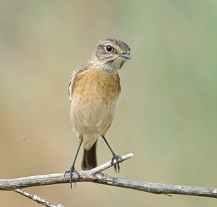 Stonechat (Saxicola torquata) photo image