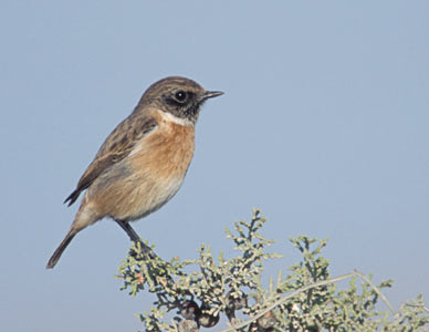 Stonechat (Saxicola torquata) photo image