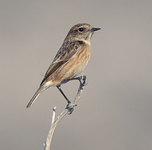 Stonechat (Saxicola torquata) photo image