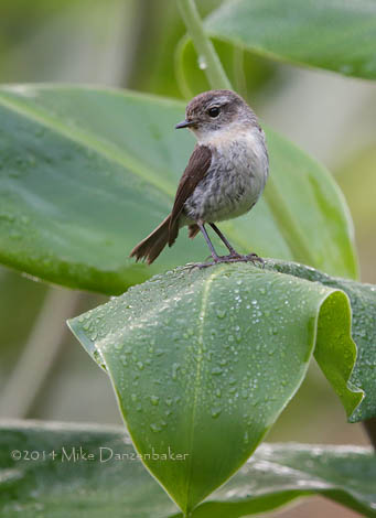 Reunion Stonechat (Saxicola tectes) photo