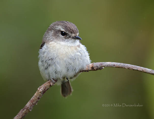 Reunion Stonechat (Saxicola tectes) photo