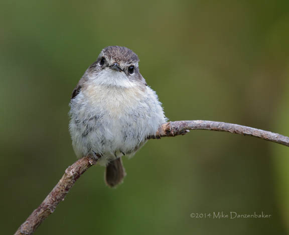 Reunion Stonechat (Saxicola tectes) photo