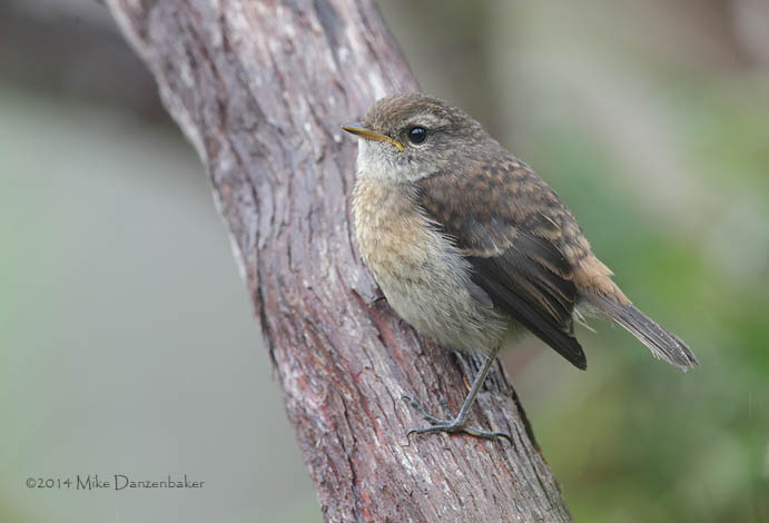 Reunion Stonechat (Saxicola tectes) photo