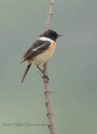 Stejneger's Stonechat (Saxicola stejnegeri) photo