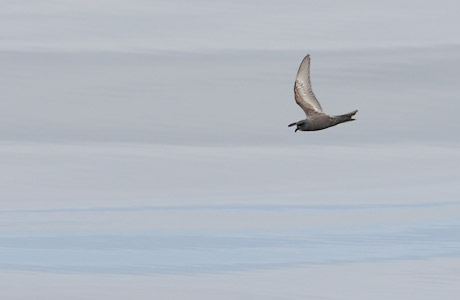 Ashy Storm-Petrel (Oceanodroma homochroa) photo image