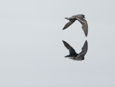 Ashy Storm-Petrel (Oceanodroma homochroa) photo image