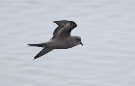 Ashy Storm-Petrel (Oceanodroma homochroa) photo