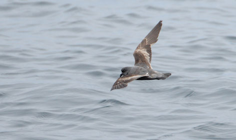 Ashy Storm-Petrel (Oceanodroma homochroa) photo image