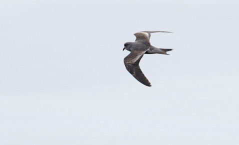 Ashy Storm-Petrel (Oceanodroma homochroa) photo