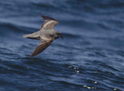 Ashy Storm-Petrel (Oceanodroma homochroa) photo image