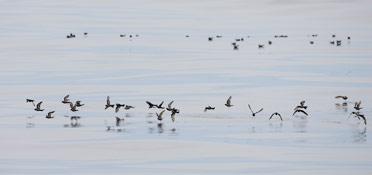 Ashy Storm-Petrel (Oceanodroma homochroa) photo image