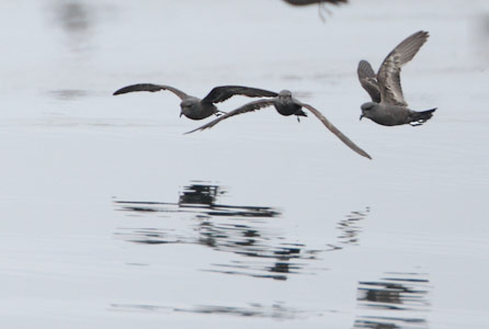 Ashy Storm-Petrel (Oceanodroma homochroa) photo image