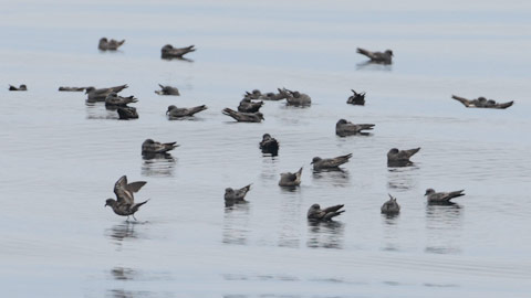 Ashy Storm-Petrel (Oceanodroma homochroa) photo image