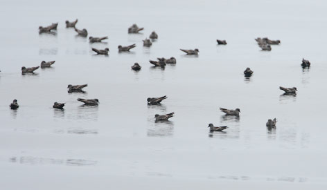Ashy Storm-Petrel (Oceanodroma homochroa) photo image