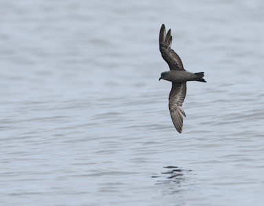 Ashy Storm-Petrel (Oceanodroma homochroa) photo image