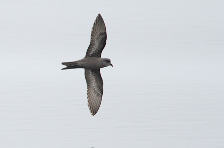 Ashy Storm-Petrel (Oceanodroma homochroa) photo