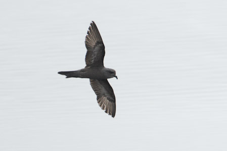 Ashy Storm-Petrel (Oceanodroma homochroa) photo image