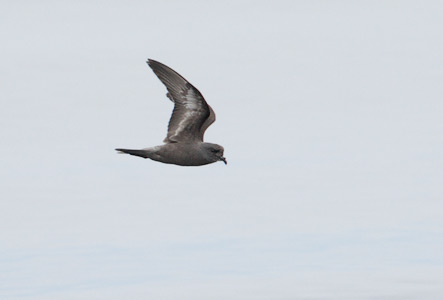 Ashy Storm-Petrel (Oceanodroma homochroa) photo image
