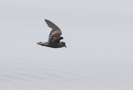 Ashy Storm-Petrel (Oceanodroma homochroa) photo image