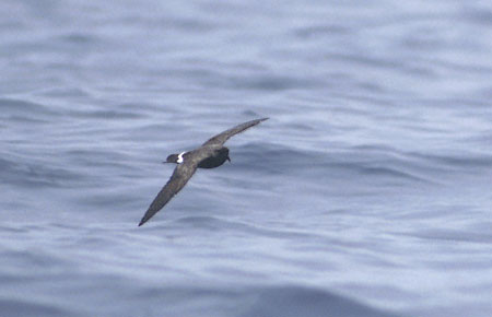 Band-rumped Storm-Petrel (Oceanodroma castro) photo image