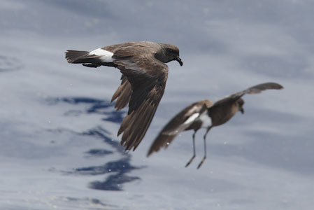 Band-rumped Storm-Petrel (Oceanodroma castro) photo image
