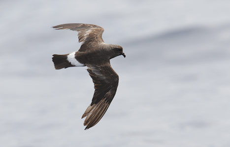 Band-rumped Storm-Petrel (Oceanodroma castro) photo image