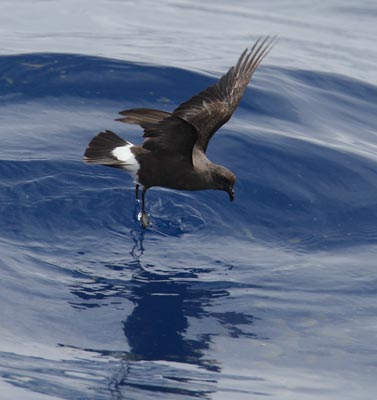 Band-rumped Storm-Petrel (Oceanodroma castro) photo image