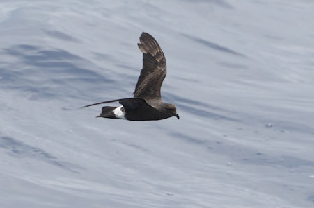 Band-rumped (Madeiran) Storm-Petrel (Oceanodroma castro) photo