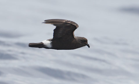 Band-rumped (Madeiran) Storm-Petrel (Oceanodroma castro) photo