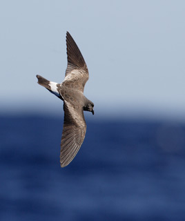 Band-rumped (Madeiran) Storm-Petrel (Oceanodroma castro) photo