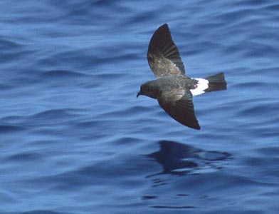 Black-bellied Storm-Petrel (Fregetta tropica) photo image