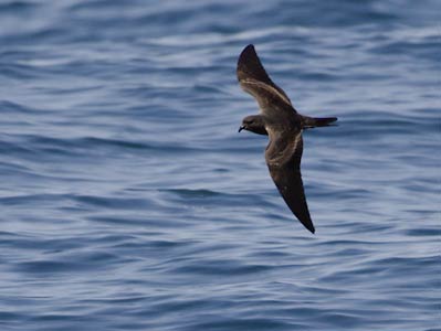 Black Storm-Petrel (Oceanodroma melania) photo image