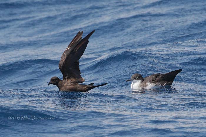 Black Storm-Petrel (Oceanodroma melania) photo image
