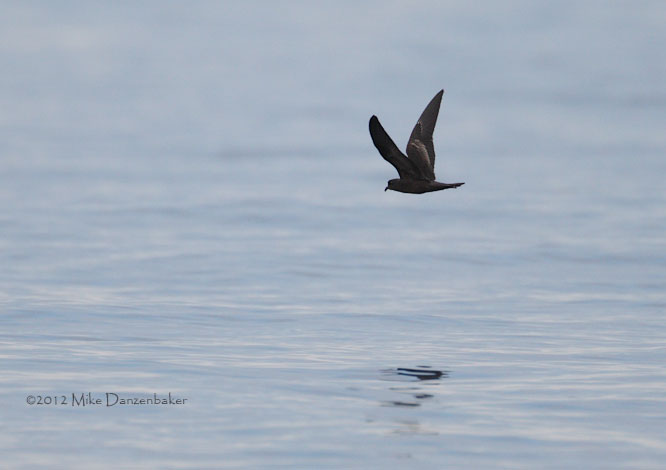 Black Storm-Petrel (Oceanodroma melania) photo image