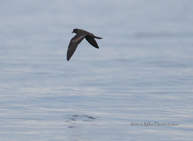 Black Storm-Petrel (Oceanodroma melania) photo image