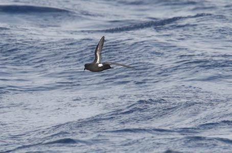 European Storm-Petrel (Hydrobates pelagicus) photo image
