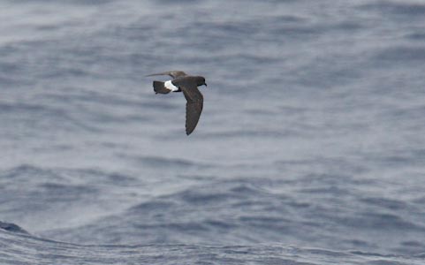 European Storm-Petrel (Hydrobates pelagicus) photo image