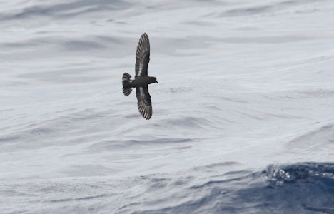 European Storm-Petrel (Hydrobates pelagicus) photo image