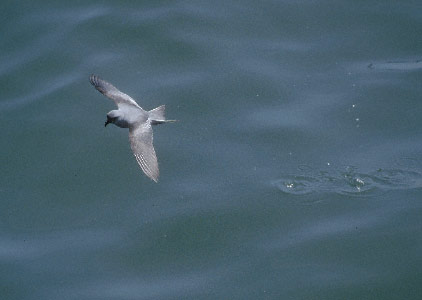 Fork-tailed Storm-Petrel (Oceanodroma furcata) photo image