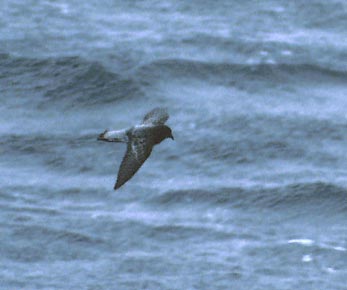 Grey-backed Storm-Petrel (Garrodia nereis) photo image