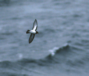 Grey-backed Storm-Petrel (Garrodia nereis) photo image