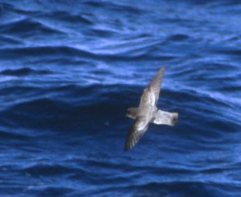 Grey-backed Storm-Petrel (Garrodia nereis) photo image