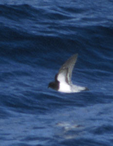 Grey-backed Storm-Petrel (Garrodia nereis) photo image