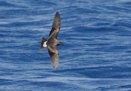 Leach's Storm-Petrel (Oceanodroma leucorhoa) photo image