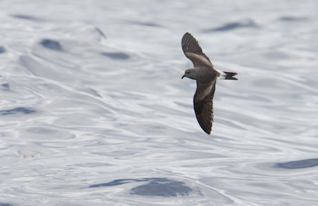 Leach's Storm-Petrel (Oceanodroma leucorhoa) photo image