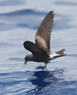 Leach's Storm-Petrel (Oceanodroma leucorhoa) photo